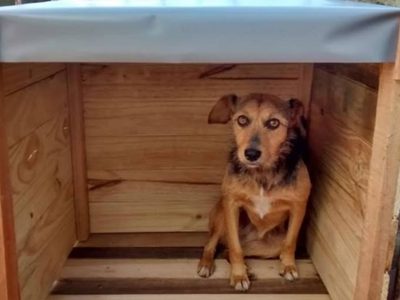 Polémica en Cutral Co: el Municipio exigió retirar cuchas solidarias para perros callejeros
