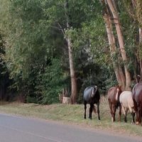 Autoridades provinciales evalúan crear patrullas para custodiar a los animales sueltos en rutas