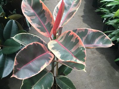 La curiosa planta que avisa cuando necesita agua y que embellece cualquier rincón de tu hogar