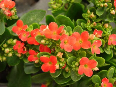 La planta que podés tener en tu jardín o balcón todo el año: es pequeña y no necesita muchos cuidados