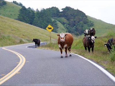 Diputados intentan legislar para terminar con la presencia de animales sueltos en las rutas