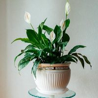 La bella planta de moda que tenés que poner en tu habitación porque purifica el aire