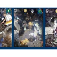 Tenían a 46 perros en un predio abandonado en Tlalpan; ya fueron rescatados