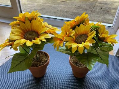 Cultivá tus propios girasoles con esta técnica súper efectiva y sencilla y sin gastar de más