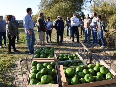 Alerta por la toma de tierras: qué solicitó la Federación de Productores de fruta ante el conflicto