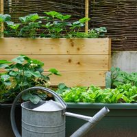 No te compliques: las 4 verduras que podés cultivar en maceta y en poco espacio