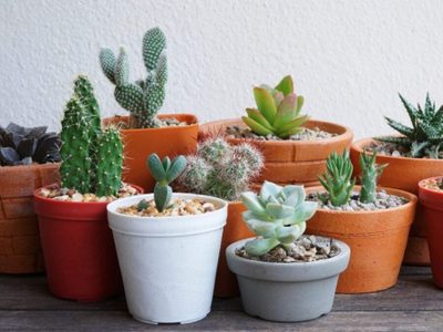 Plantas: el increíble truco que ayudará a tus cactus a florecer en primavera y sin gastar en fertilizante