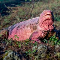 Encontraron huevos de una iguana rosada en peligro de extinción en las Islas Galápagos