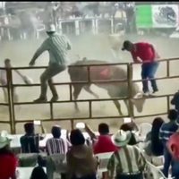 Jinete murió aplastado por un toro en un jaripeo en Chilpancingo (Video)