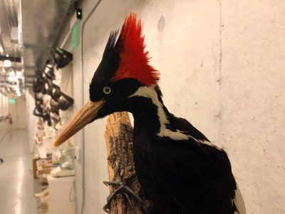 Declaran la extinción permanente de 23 especies animales