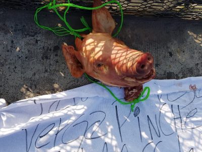 Cabeza de cerdo y amenaza eran para director de Seguridad Penitenciaria: Jesús Orta