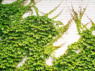 La planta de estilo exótico que es perfecta como enredadera de muros y no atrae bichos