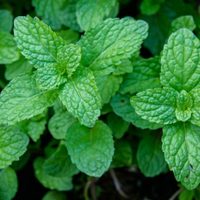 Por qué deberías poner menta en la almohada antes de dormir