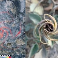El consumo de alucinógenos inspiró a artistas rupestres