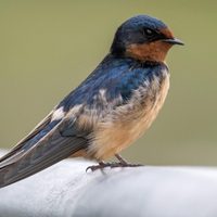 Curiosidades de la Golondrina: el ave pequeña que anuncia la primavera y siempre vuelve a su nido