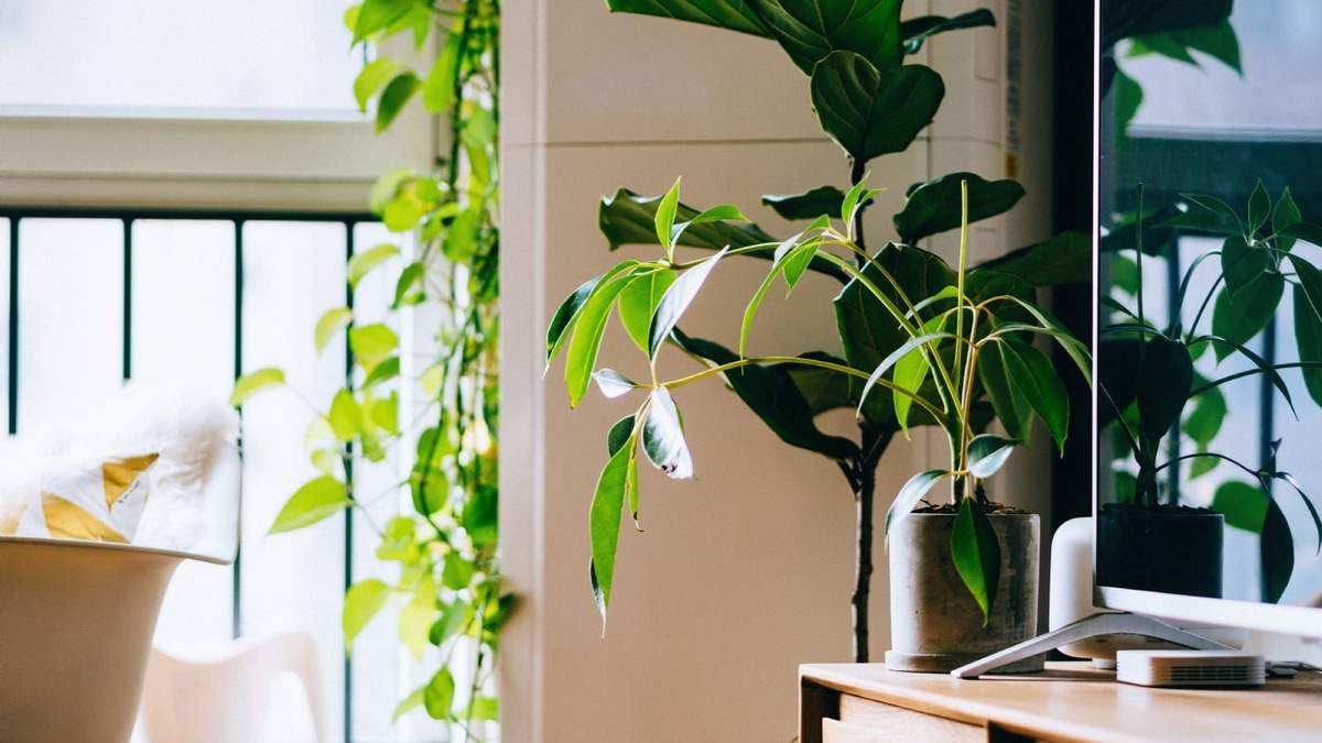 Plantas. Fuente: (Instagram)