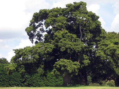 La planta que es una "escultura verde": necesita dos podas al año y engalana cualquier jardín o patio