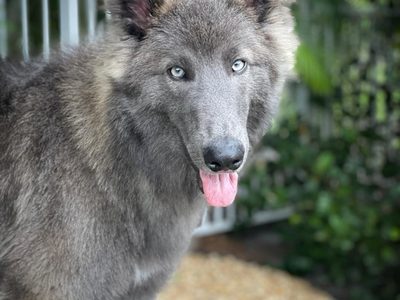 Pastor Blue Bay, la raza del “perro lobo” de Buenos Aires que se hizo viral
