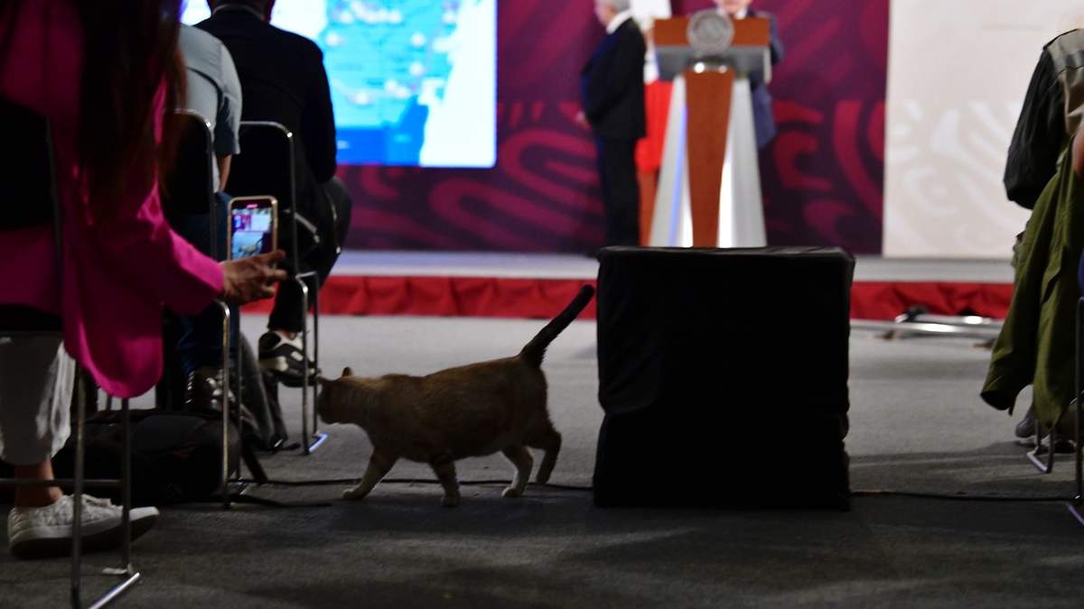 El gato Zeus se pasea entre las filas durante la mañanera del 13 de julio de 2023