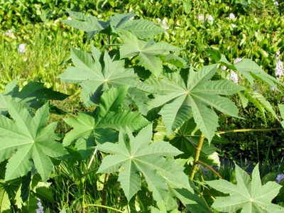 Seguro no lo sabías: 5 plantas que crecen solas en tu jardín, son muy peligrosas y deberías sacar ya
