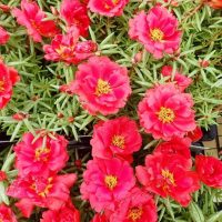 Evitá a toda costa este error con tu planta de Portulaca para que se mantenga sana y hermosa en primavera