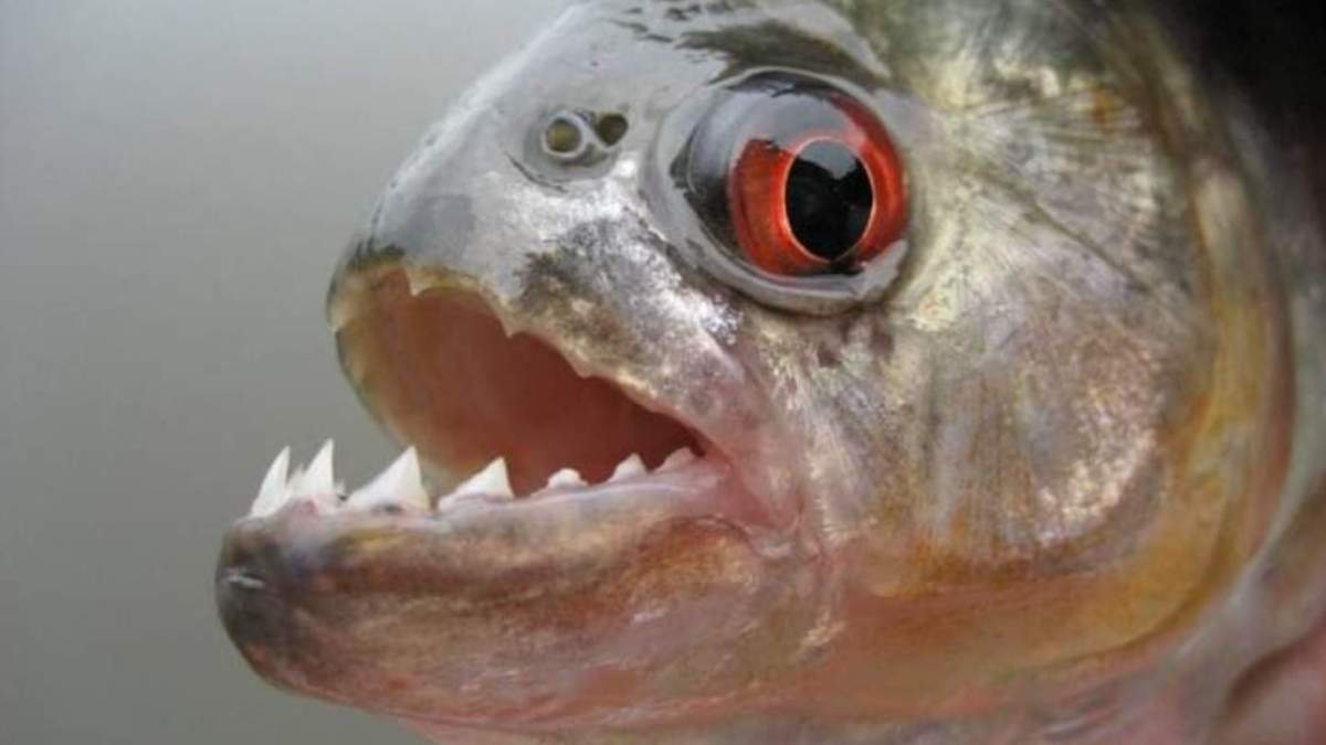 Una piraña