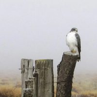 El Ñanco que se dejó fotografiar por vecinos de Villa La Angostura y regaló una gran postal