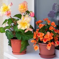 Resistente y elegante: la planta de interior que ama la luz indirecta y se mantiene bella sin mojar sus hojas