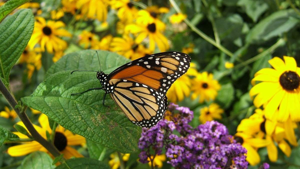 Mariposas en el jardín. Fuente: (Instagram)