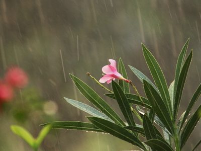 Conocé las plantas que resisten las fuertes lluvias y se mantienen igual de hermosas