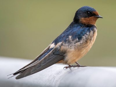 Curiosidades de la Golondrina: el ave pequeña que anuncia la primavera y siempre vuelve a su nido