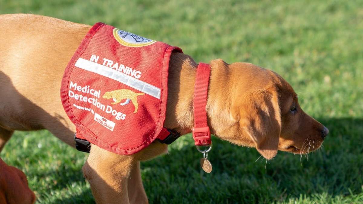 Esperan tener éxito para usar a los perros en un corto plazo. Fuente: (Twitter)