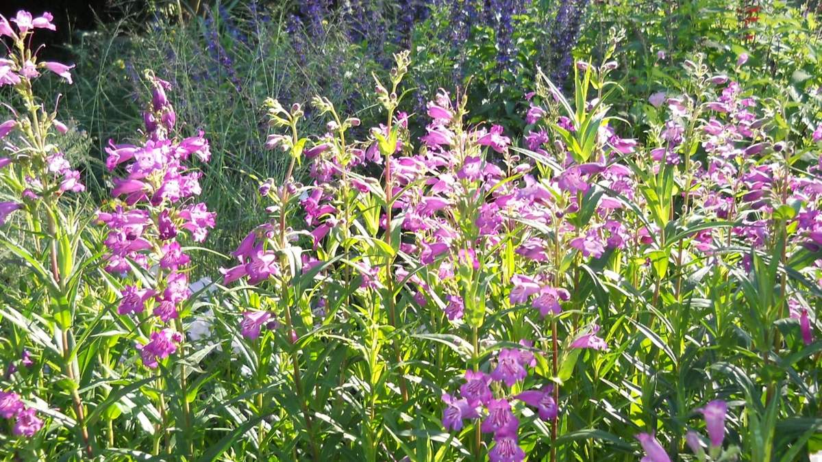 Plantas que florecen todo el año y atraen colibríes
