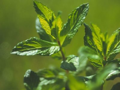 3 plantas que tenés que tener en tu casa si querés mejorar tu energía, según el Feng Shui
