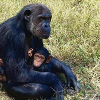 El corazón marcó diferencias entre la evolución de humanos y simios