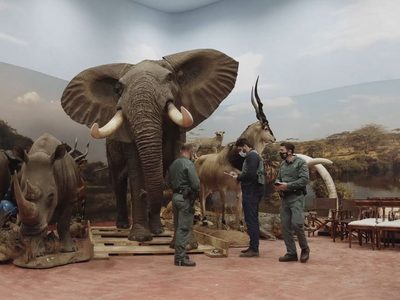 Incautaron en España la mayor colección de animales disecados que estaban protegidos