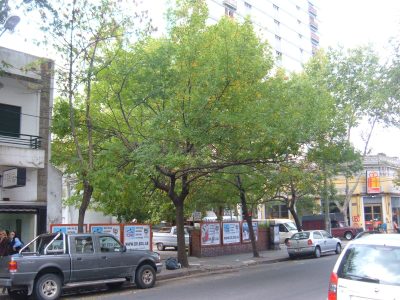 5 árboles que podés plantar fuera de tu casa sin que las raíces levanten la vereda