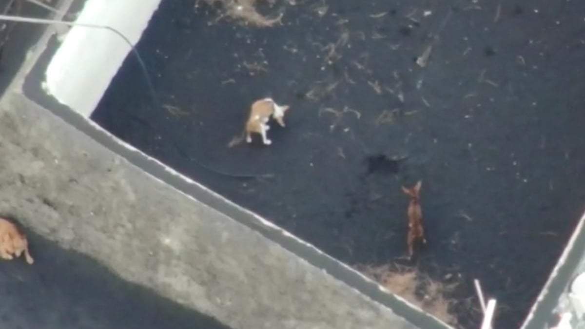 Los perros rodeados por la lava del volcán en La Palma han sido alimentados gracias a drones