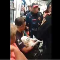 ¿Usuarios del Metro pueden llevar a sus mascotas en ese transporte? Esto dice la ley (Video)