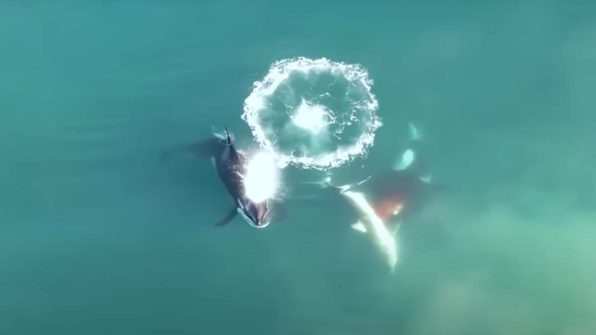 El ataque fue captado por un drone que sobrevolaba la zona