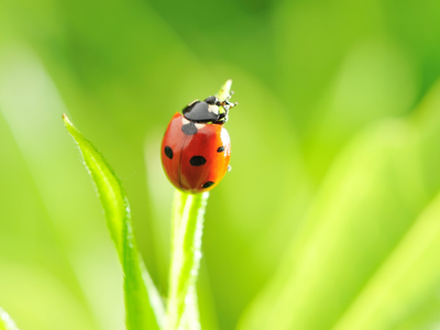 El insecto que crece en los jardines y al que muchos le temen, pero son un verdadero tesoro