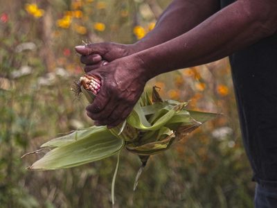 Registro Agrario Nacional negó reconocimiento como comuneras a 39 mujeres chontales de Oaxaca