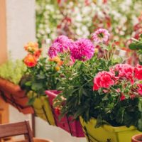 Conocé la planta que florece en primavera con las flores más deslumbrantes y ama el sol