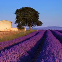 Jardines en primavera: para visitar en formato virtual