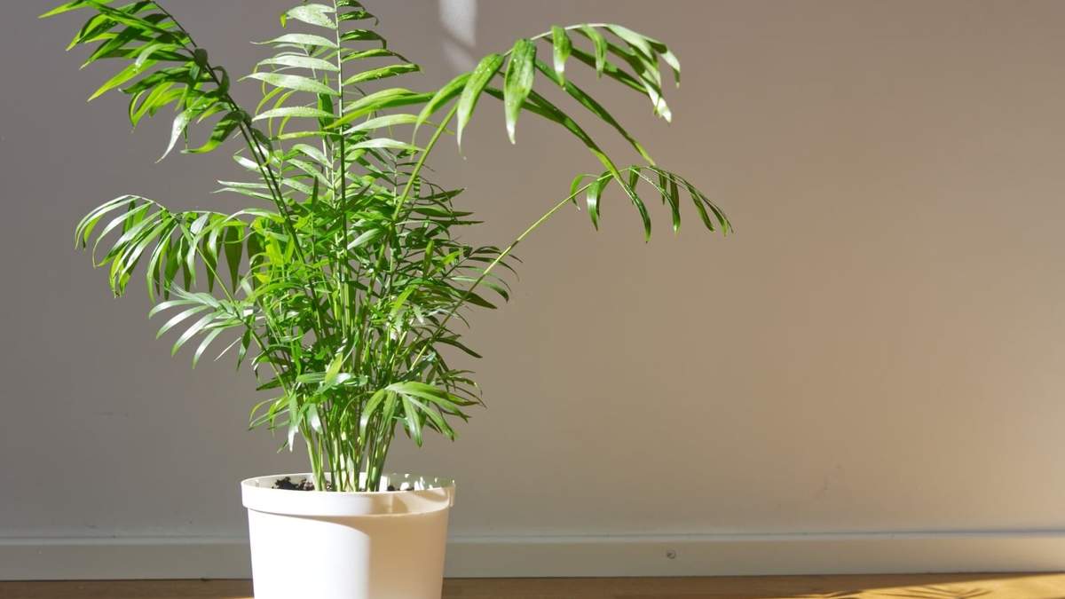 Cómo cuidar de estas hermosas plantas. Fuente: (X)