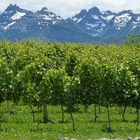 Chubut avanza con el Plan Vitivinícola Provincial