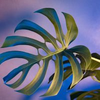 Conocé las plantas que son perfectas para tener en casa porque atraen energía positiva
