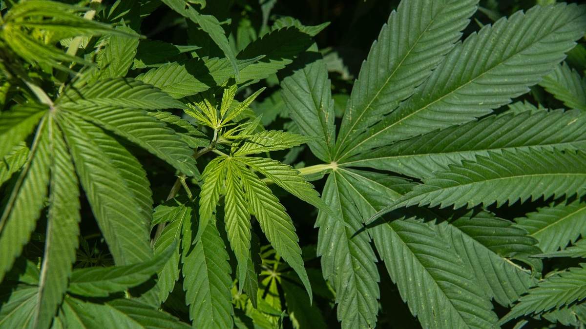 Una planta de mariguana