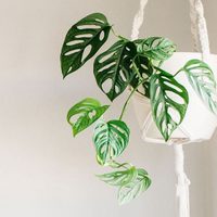 Con solo una cosa y sin gastar de más, creá esto para beneficiar a tus plantas colgantes