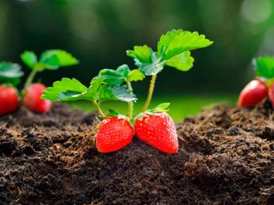 Descubren un compuesto en la frutilla que serviría para la industria farmaceútica
